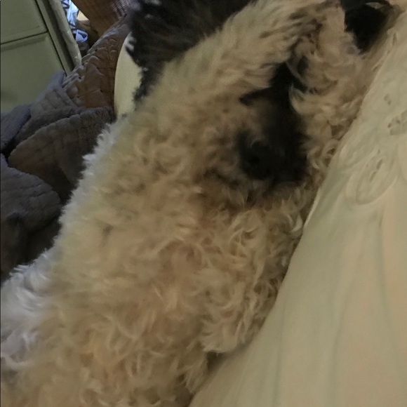 Meet your Posher, Robin - Picture 1 of 1